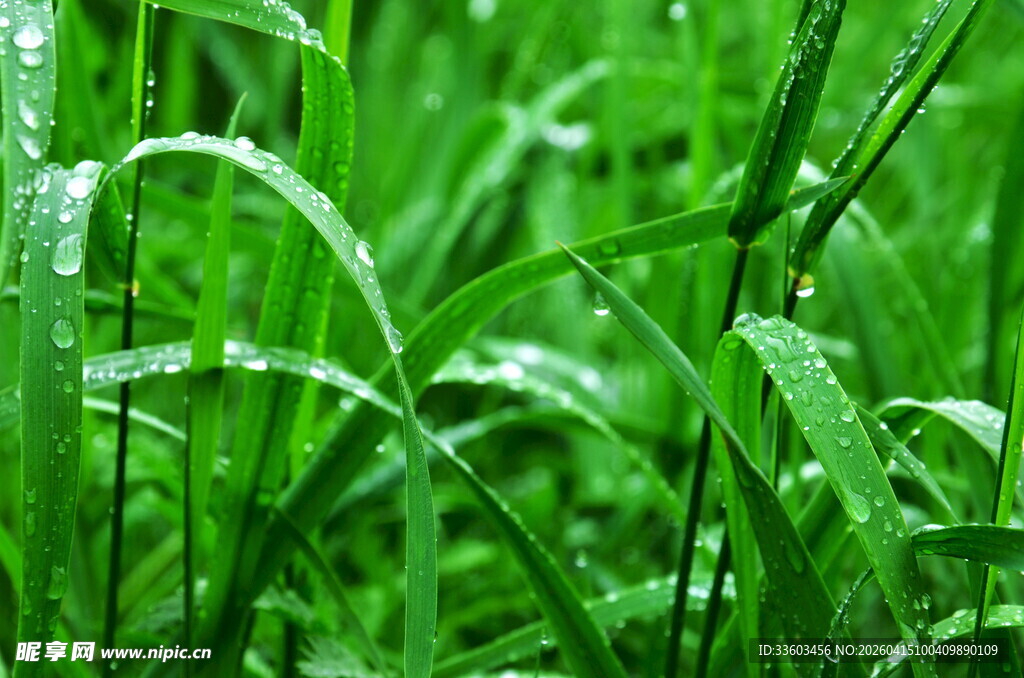 雨后嫩绿青草