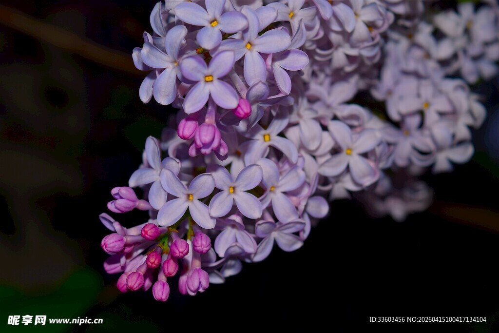 紫丁香花特写