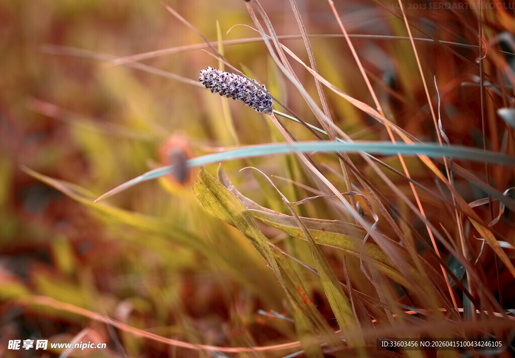 草丛中的精致穗状草