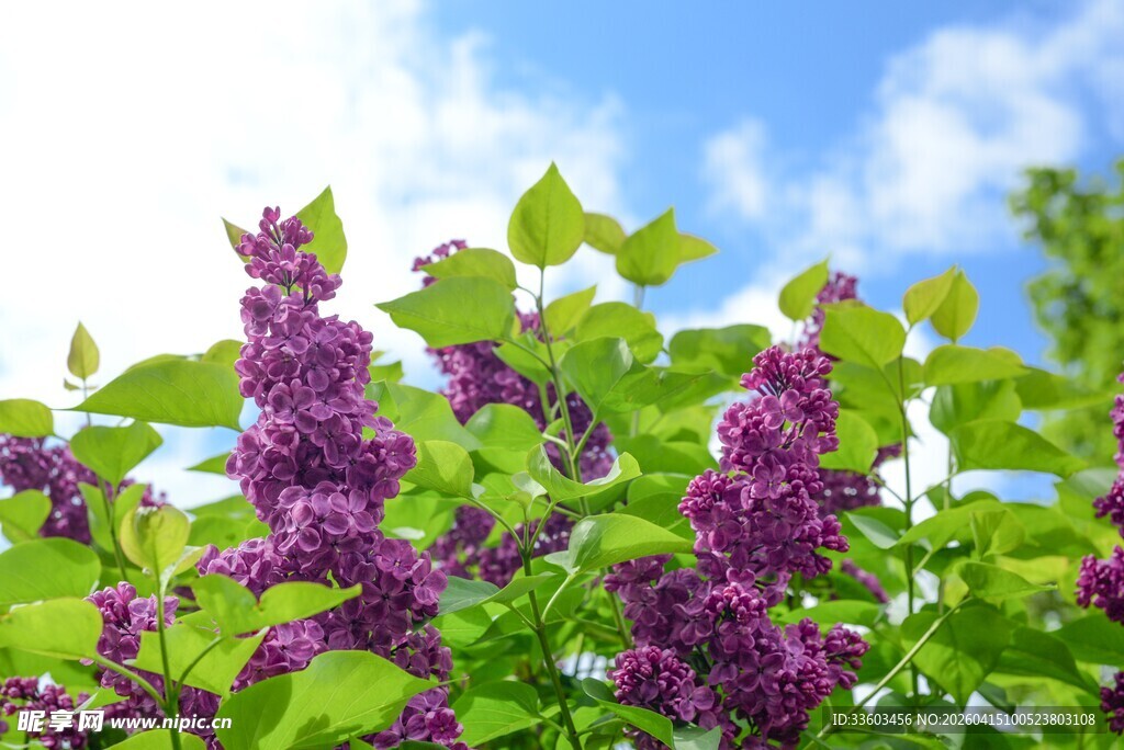 阳光下的紫丁香花丛