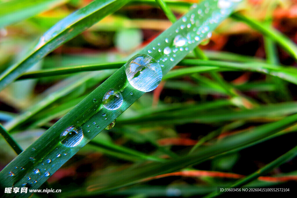 草尖上的晶莹露珠