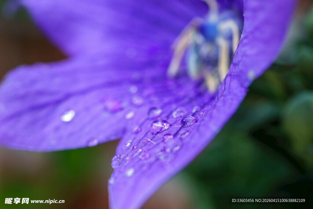 带水珠的紫色花朵特写
