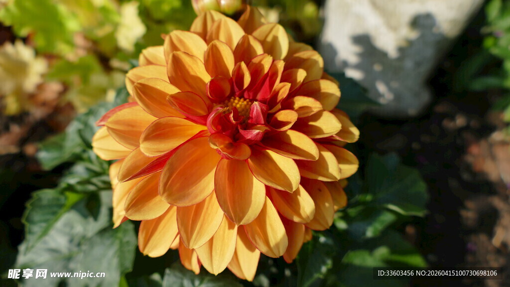 橙黄色大丽花特写