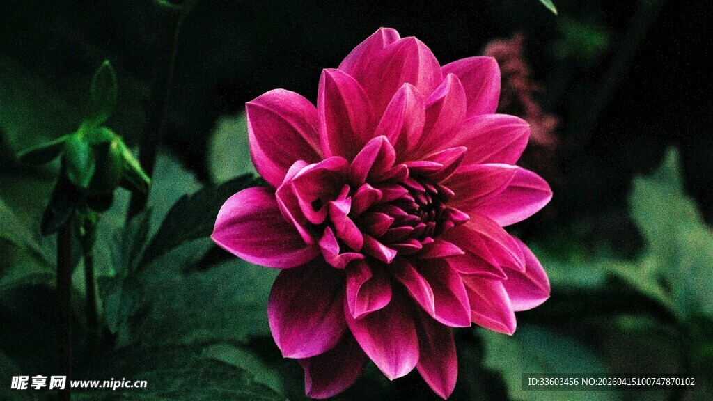 娇艳欲滴的粉色大丽花