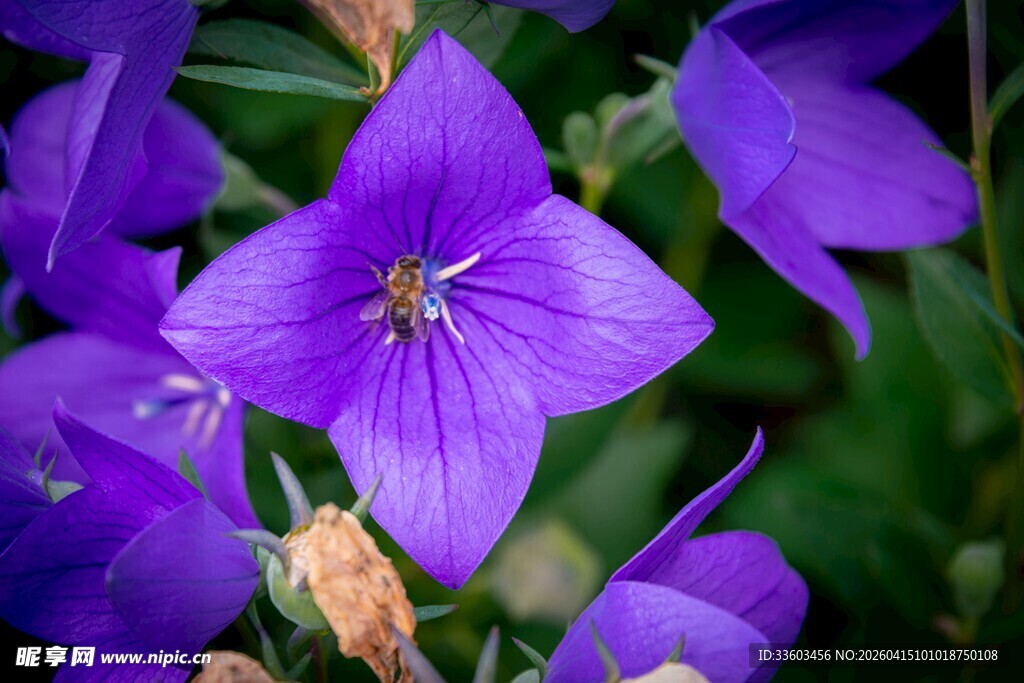 紫色桔梗花绽放之美