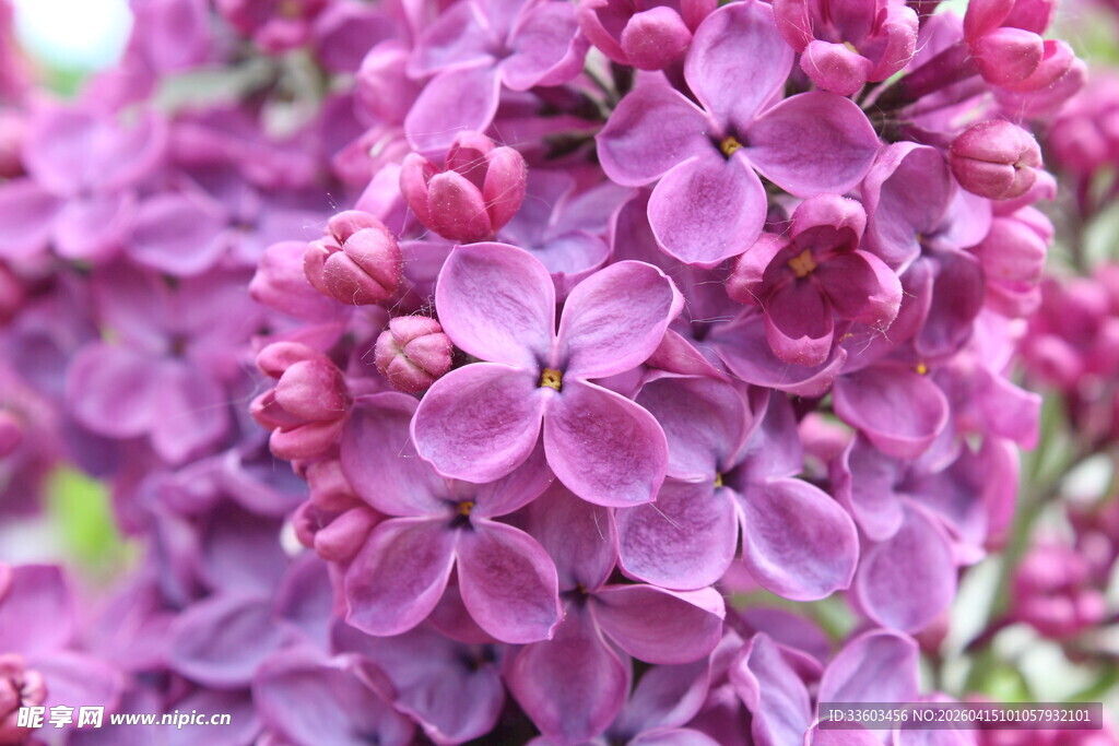 紫丁香花特写