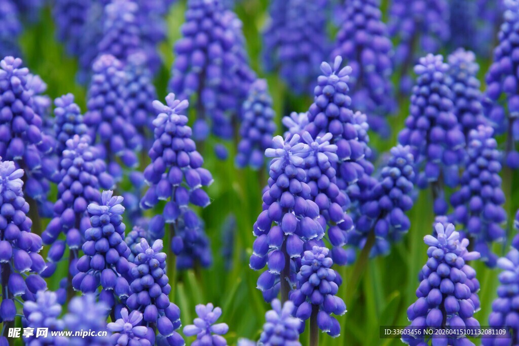 紫色风信子花海