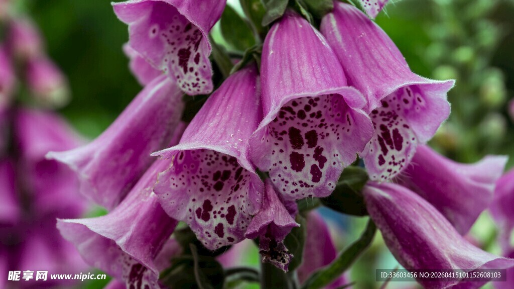 紫色毛地黄花特写
