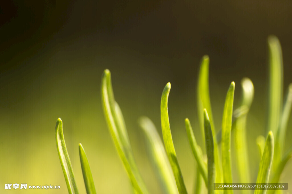 嫩绿草芽生机勃勃