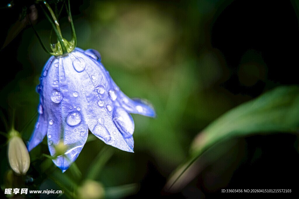 带水珠的蓝色风铃花