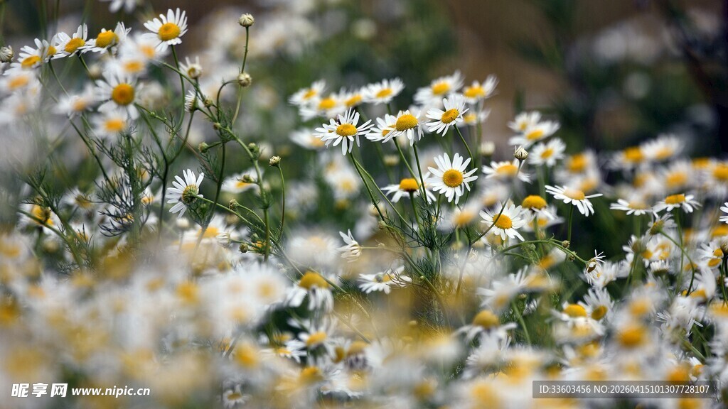 烂漫雏菊绽放