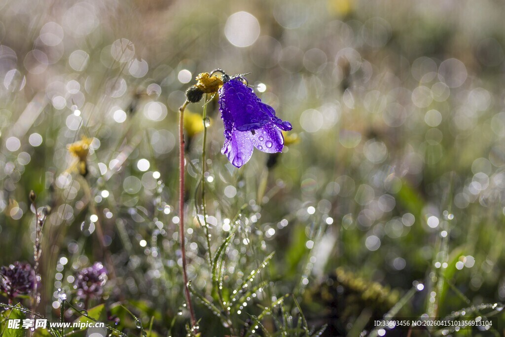 晨露中的紫色小花