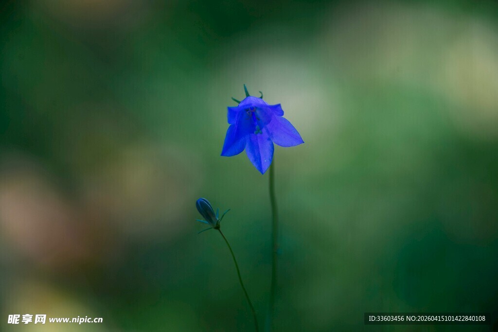 蓝色小花绽放于绿野