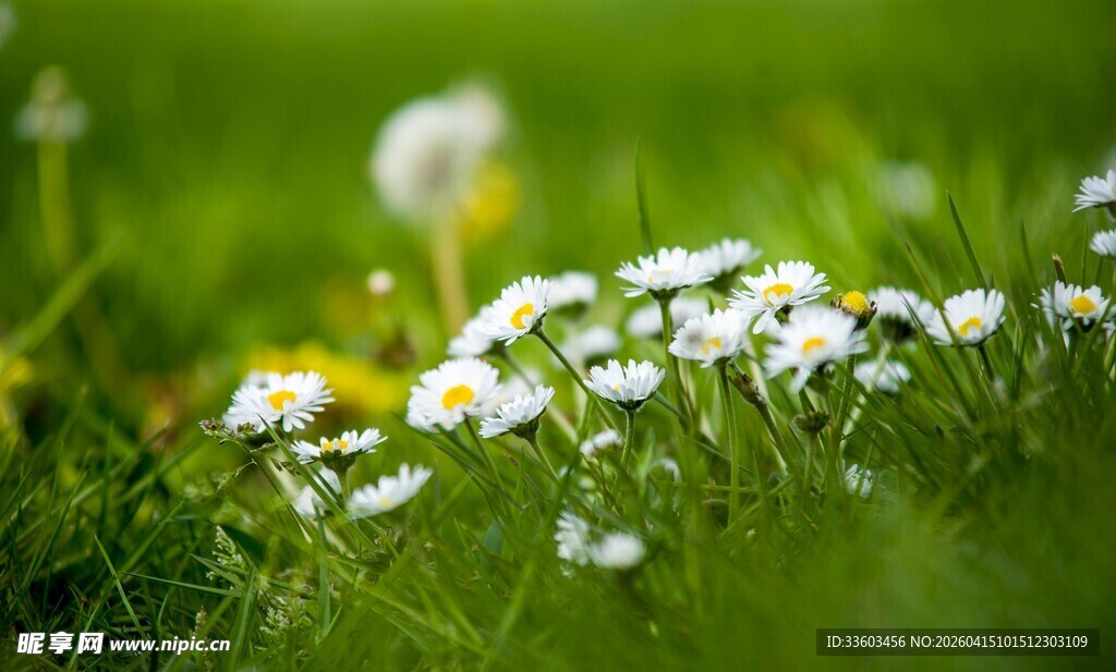草地上的白色小花