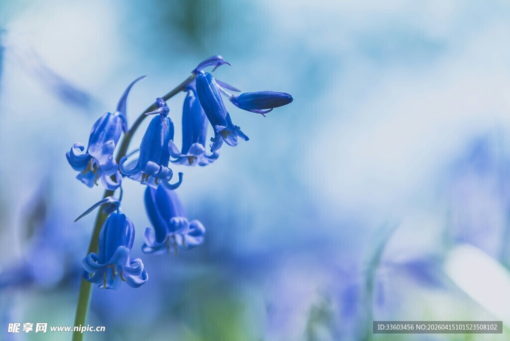 蓝铃花绽放的清新景致
