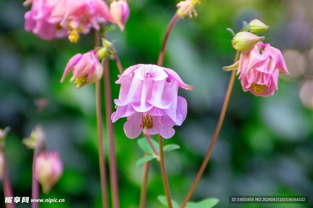 娇艳耧斗菜花绽放