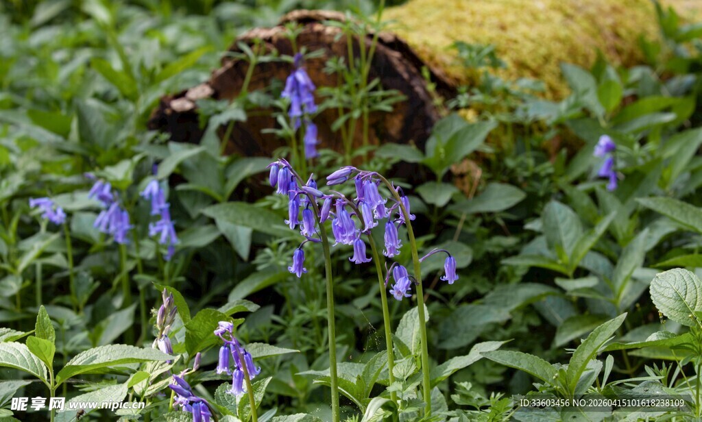 蓝铃花绽放于绿意间