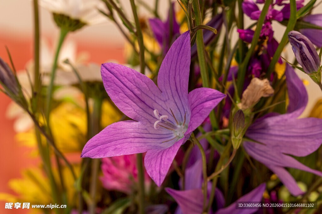 紫色绽放的美丽花卉