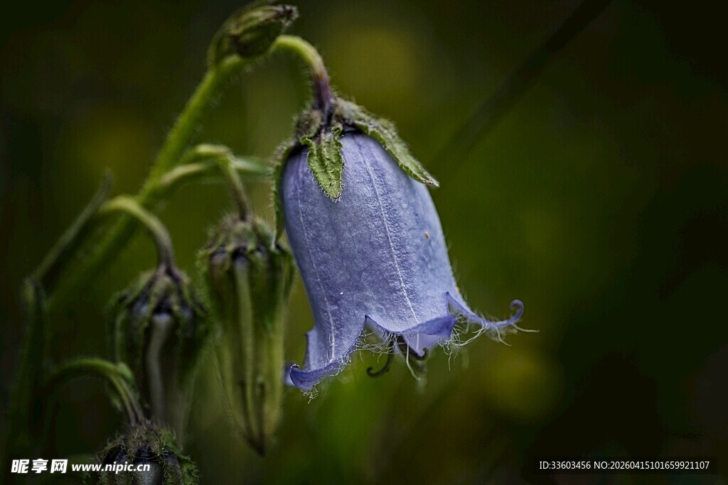 蓝铃花特写