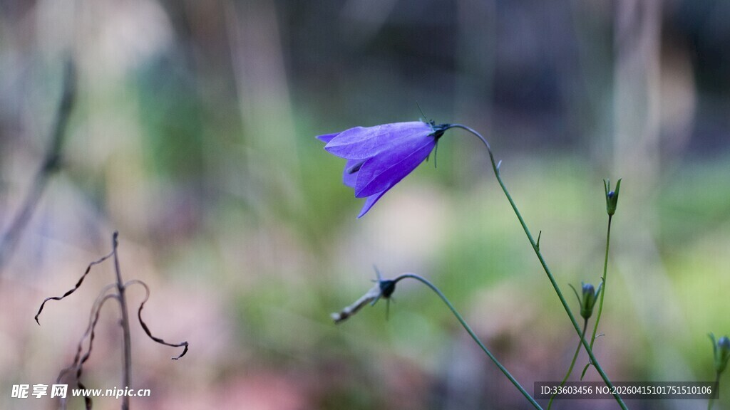 风铃花