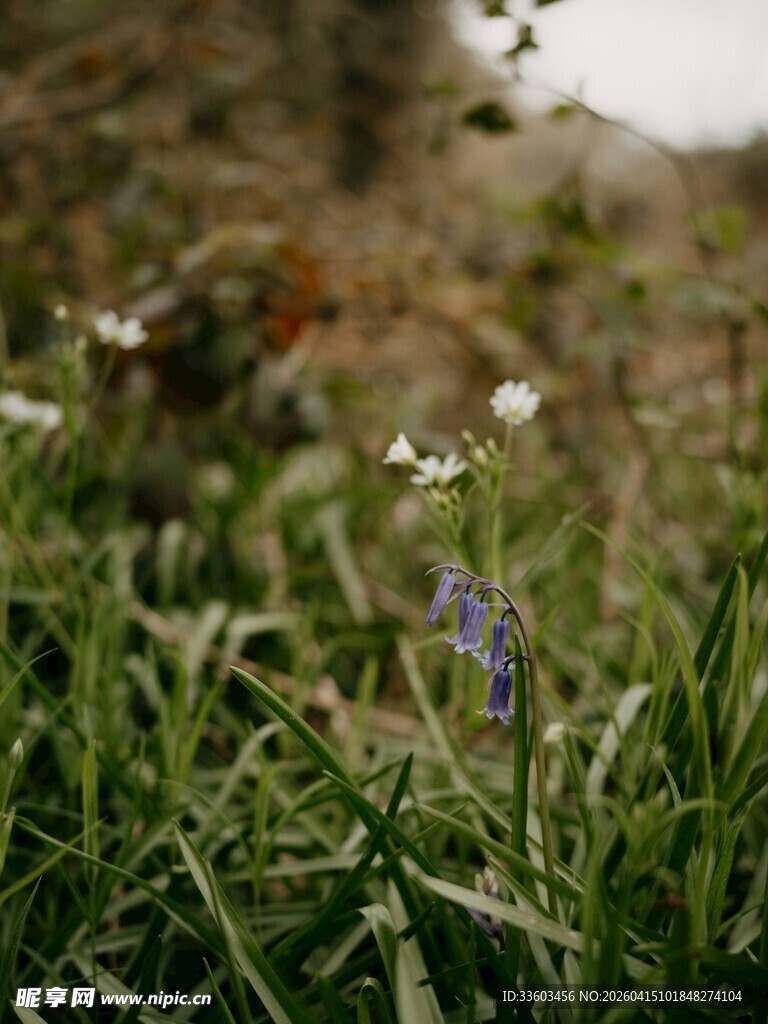 草丛中的小花