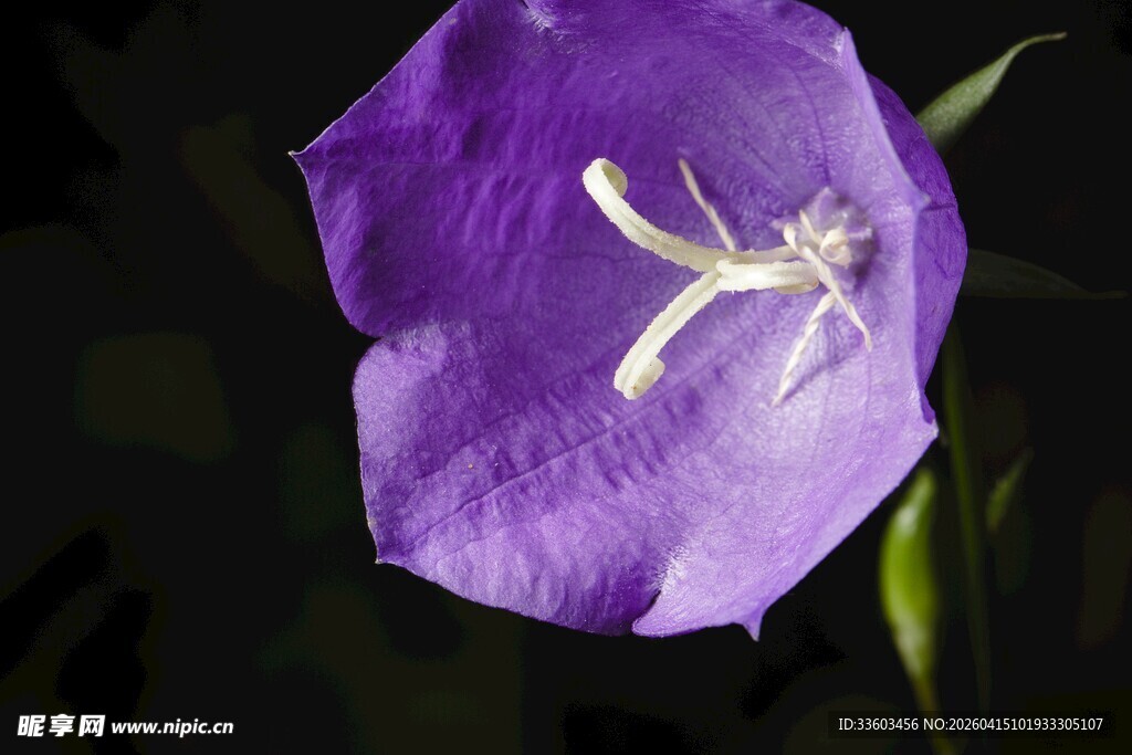 紫色风铃花特写