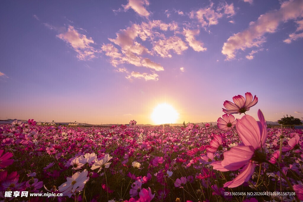 夕阳下的绚烂花海