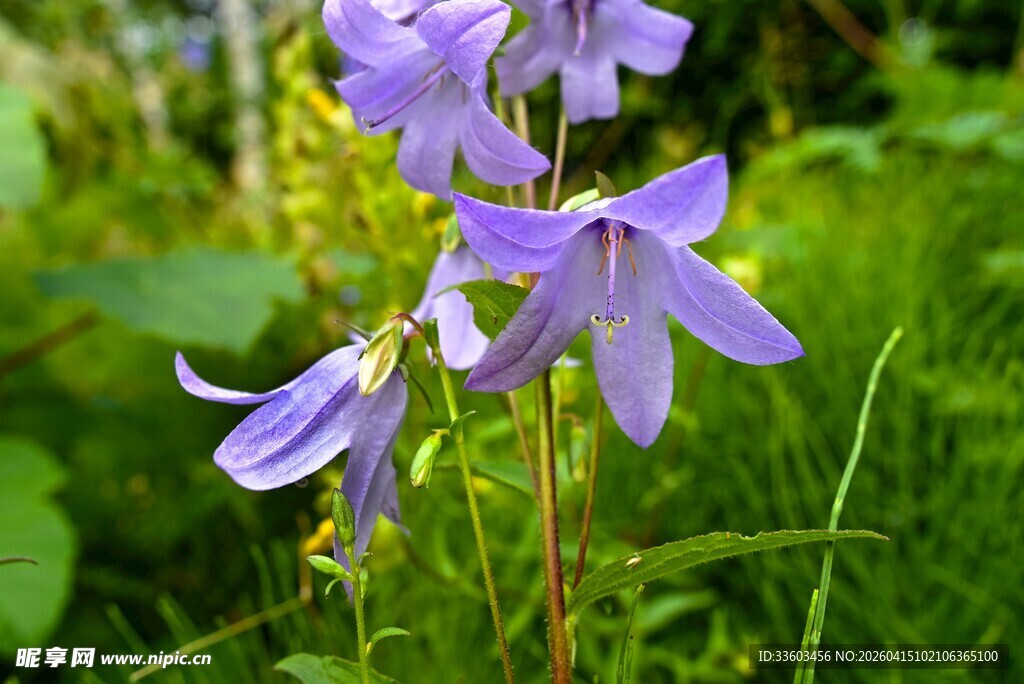 紫色风铃状野花绽放
