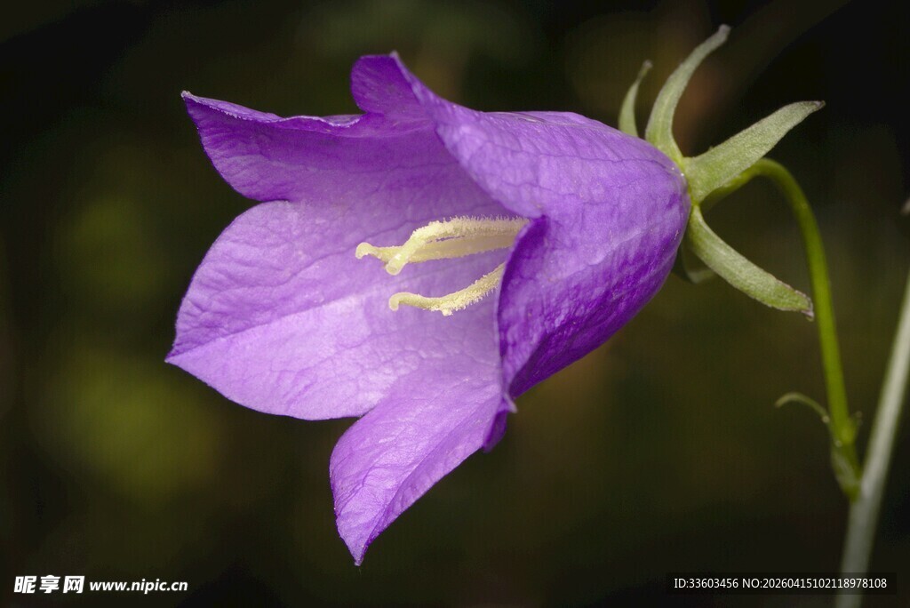 紫色风铃花特写