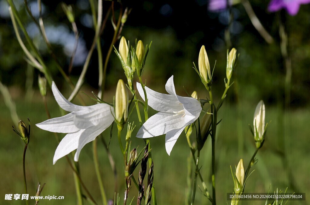 野外绽放的白色桔梗花