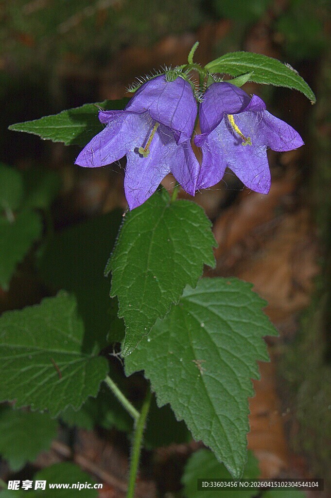 紫色风铃花特写