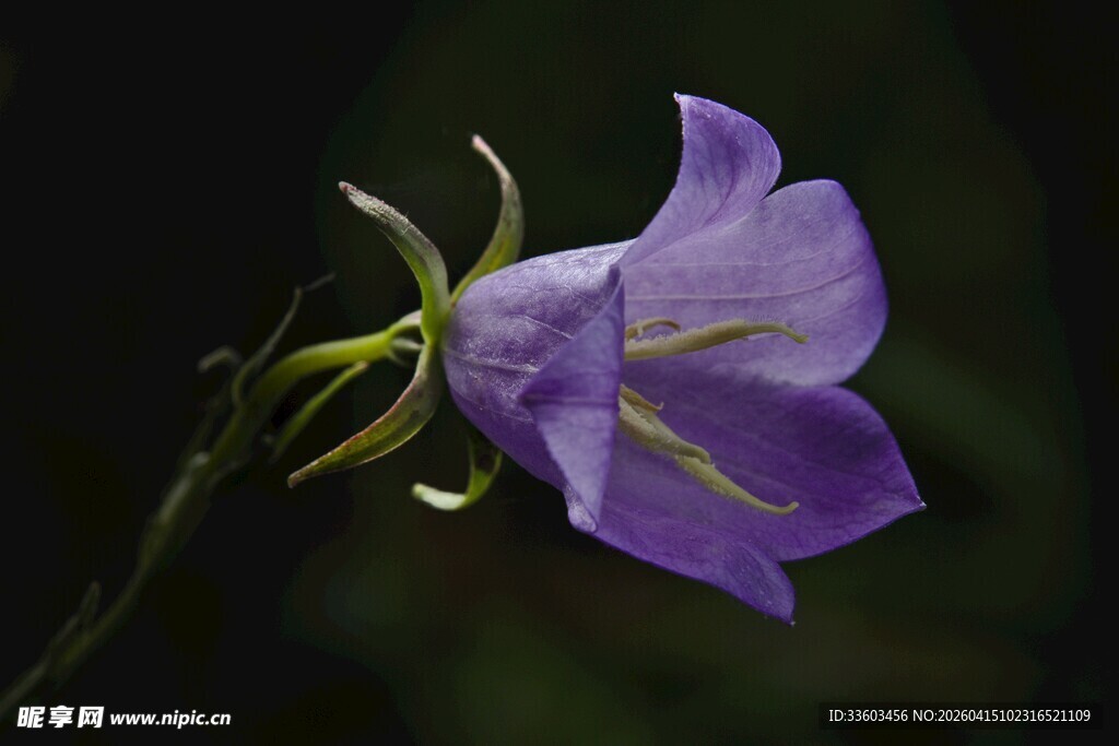 紫色风铃花特写