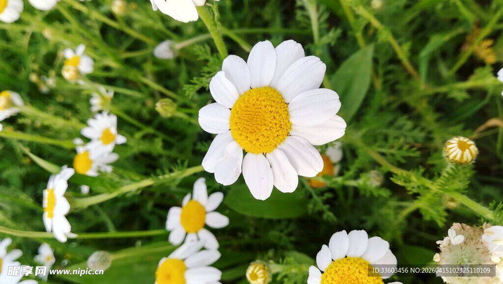 清新雏菊绽放于绿丛中