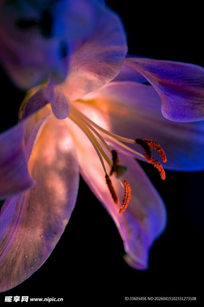 百合花