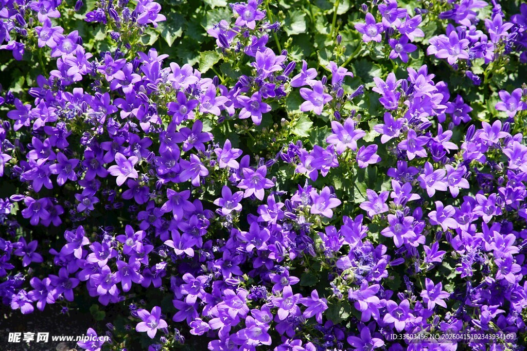 紫色繁花锦簇的美丽景致