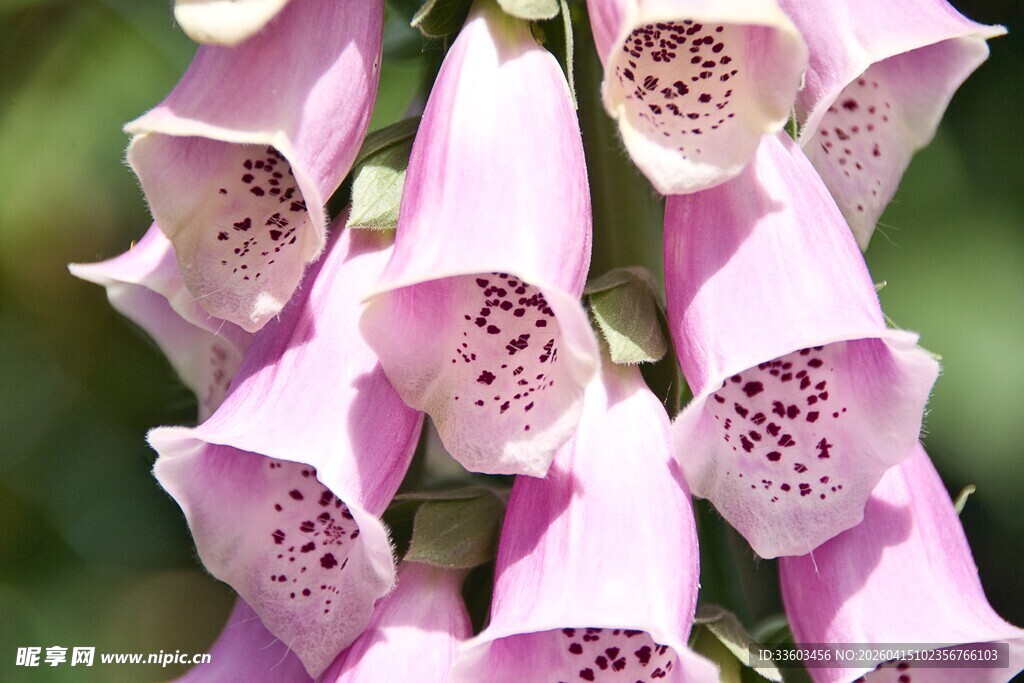 粉色毛地黄花特写