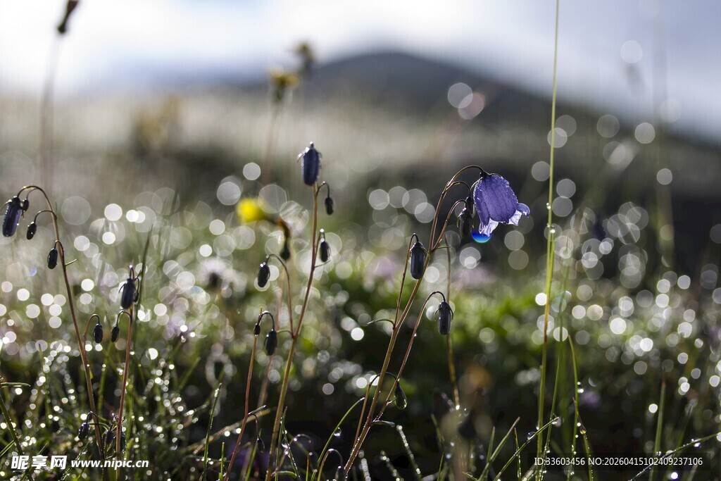 野花在阳光下静静绽放