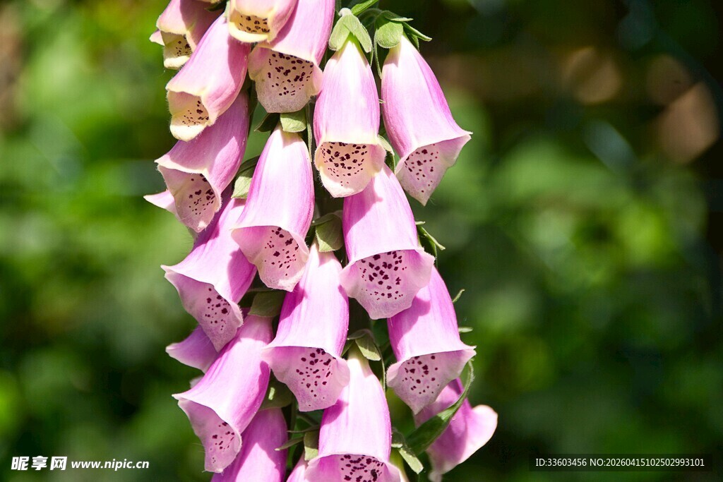 垂吊的优雅粉色毛地黄花