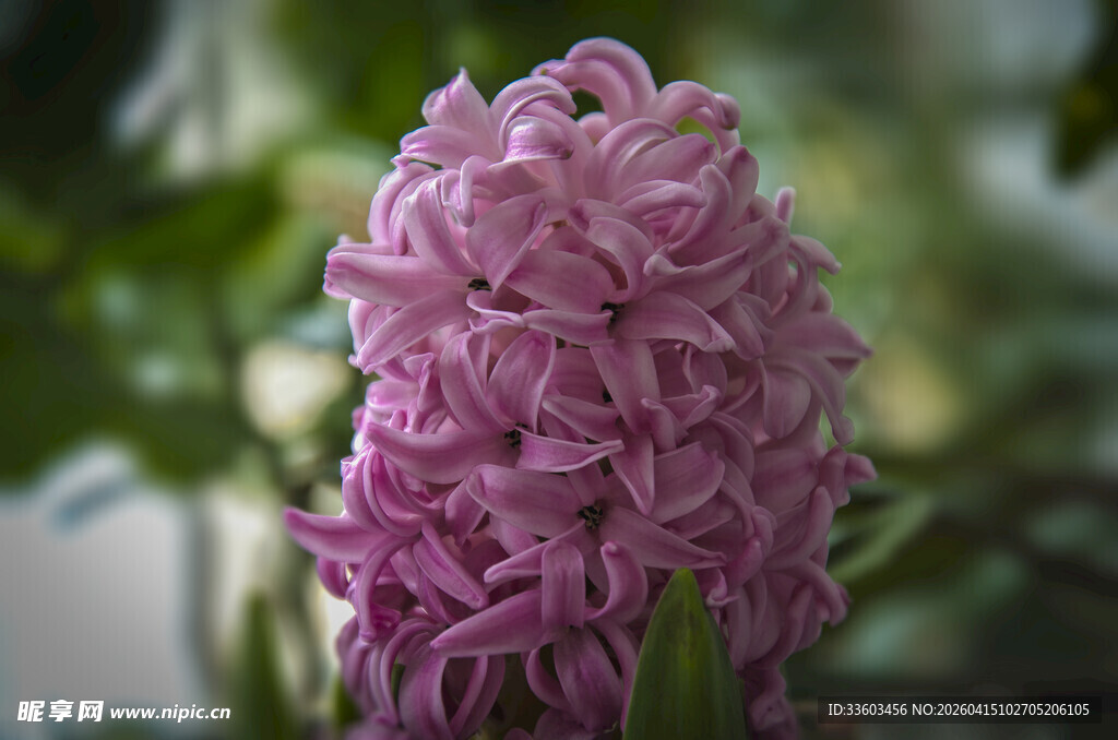 紫色风信子特写