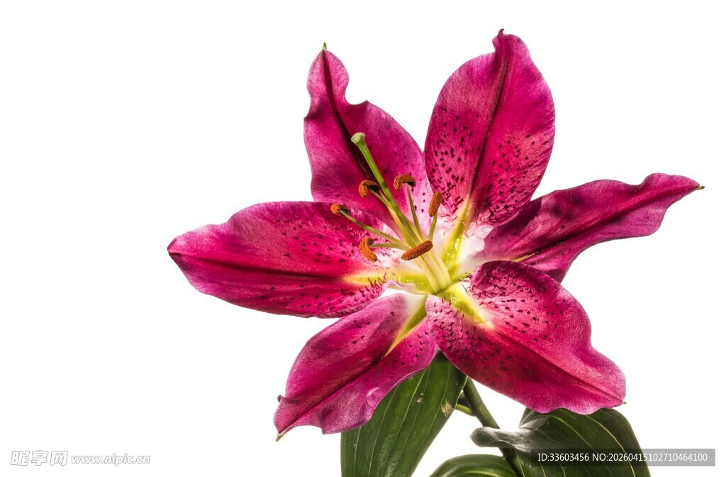 艳丽玫红百合花