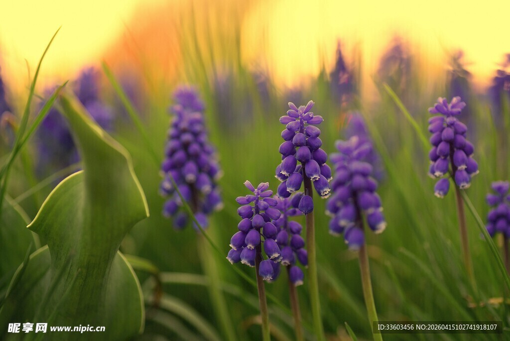 夕阳下的紫色葡萄风信子