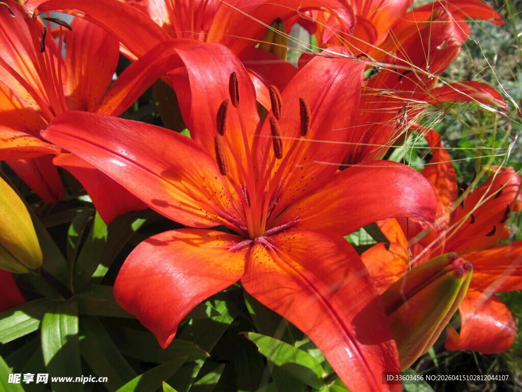 鲜艳红百合绽放