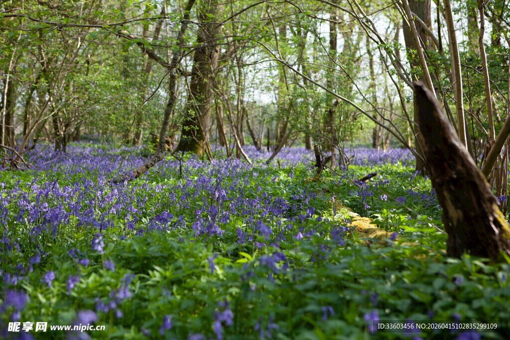 林间蓝铃花绽放美景
