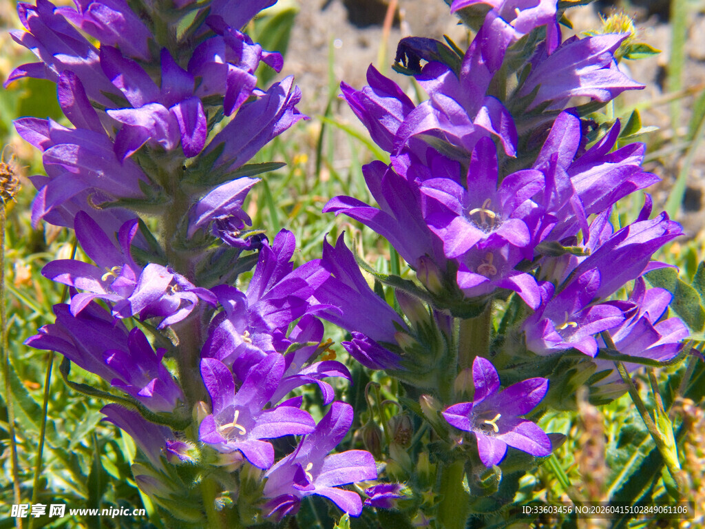 紫色美丽花卉绽放