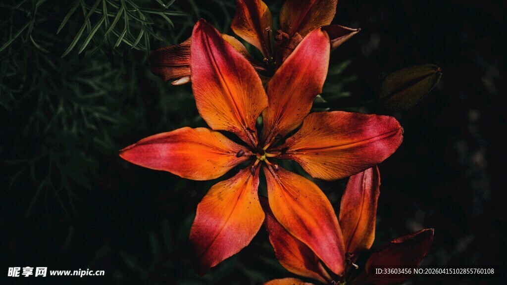 橙红色艳丽百合花