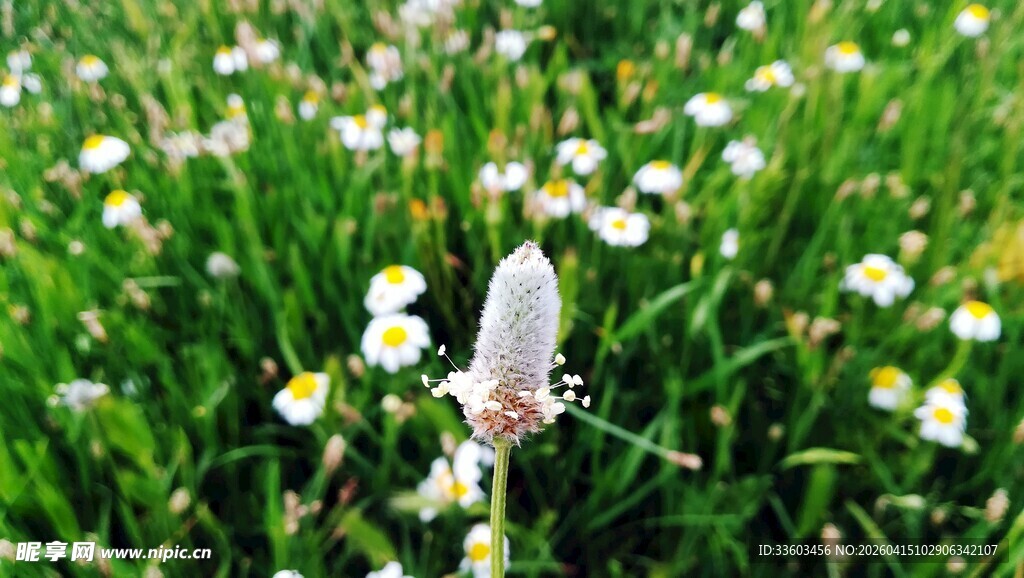 草地上的白色小花