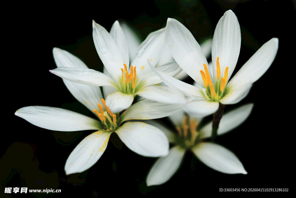 清新雅致的白色葱兰花