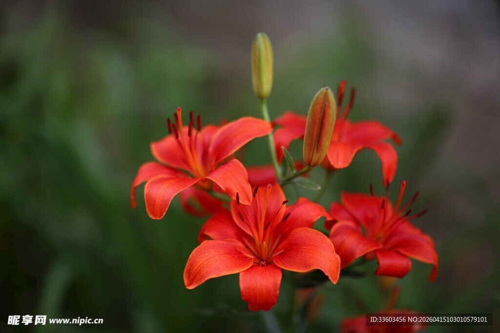 鲜艳红色百合花绽放