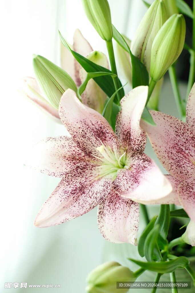 粉色百合花特写