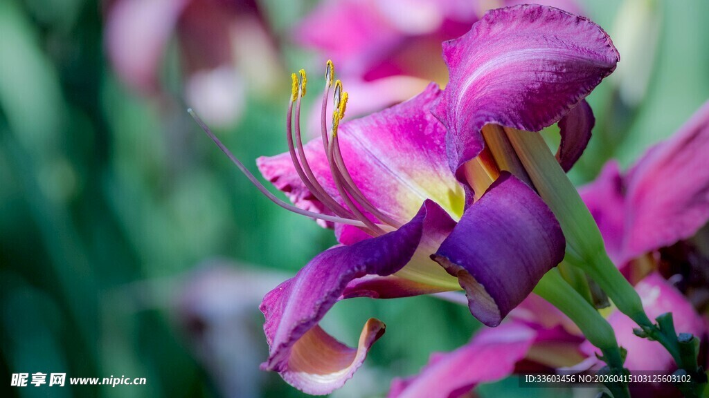 紫色鸢尾花特写